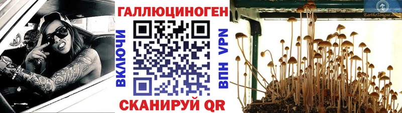 купить  сайты  Ступино  Псилоцибиновые грибы Psilocybine cubensis 